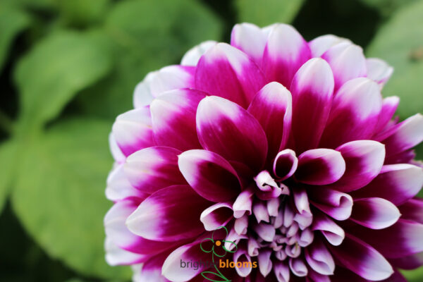 Dahlia Edinburgh - Image 2