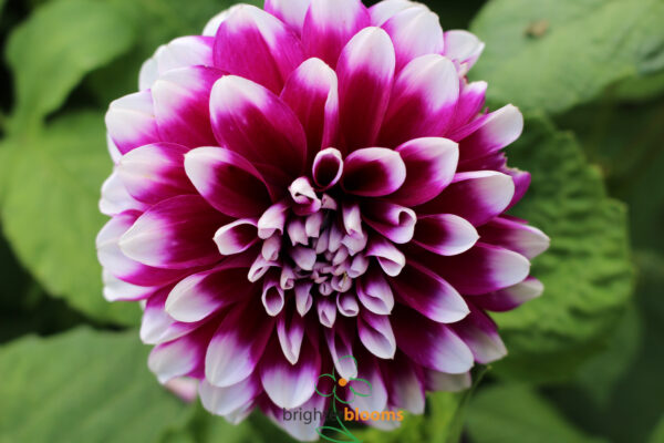 Dahlia Edinburgh