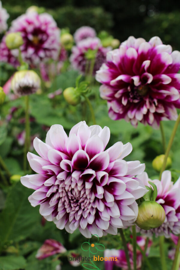 Dahlia Edinburgh - Image 4