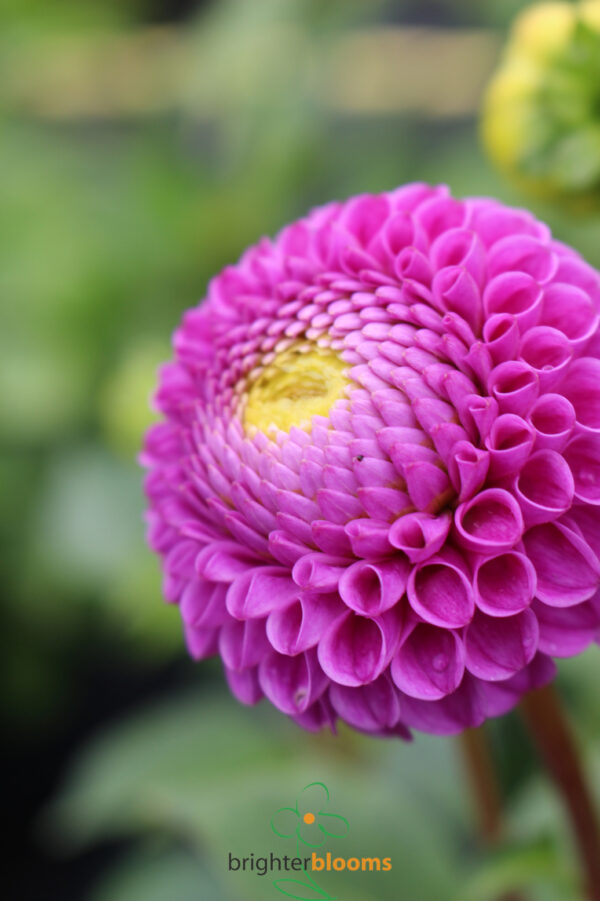 Dahlia Franz Kafka - Image 2