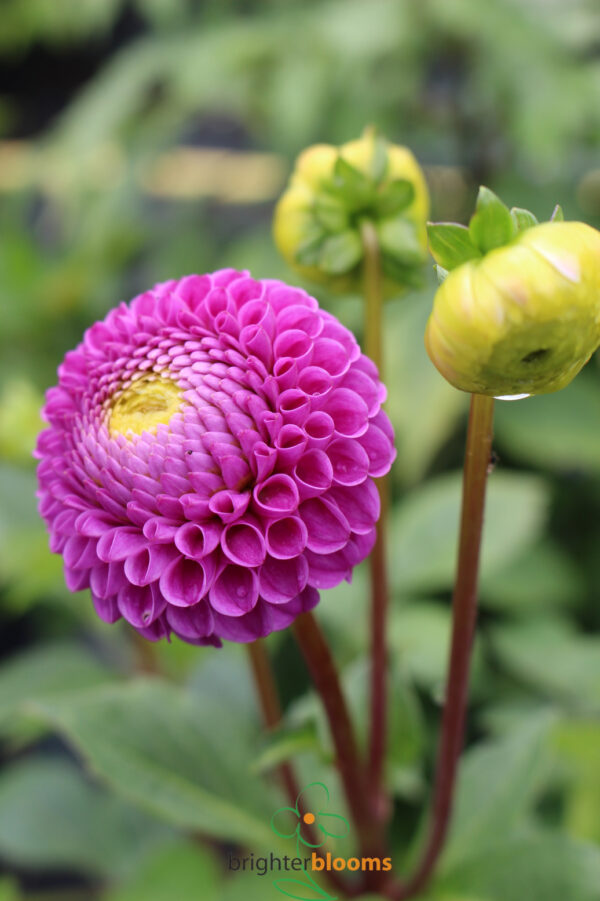 Dahlia Franz Kafka - Image 5