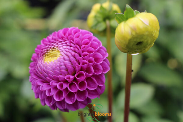 Dahlia Franz Kafka - Image 4