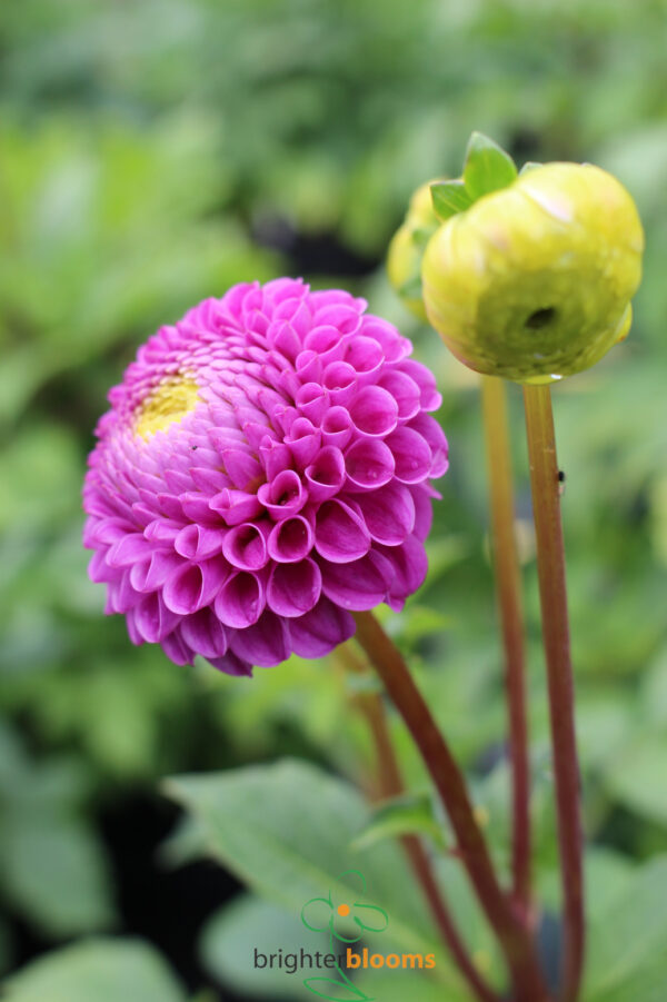 Dahlia Franz Kafka - Image 3