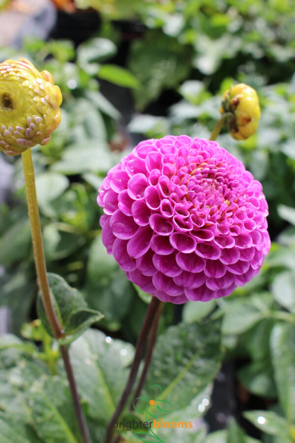 Dahlia Franz Kafka