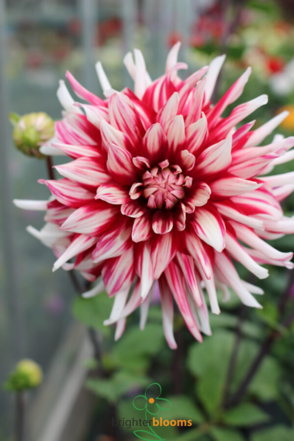 Dahlia Friqoulet - Image 2