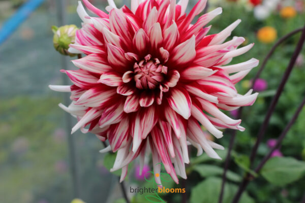 Dahlia Friqoulet - Image 6
