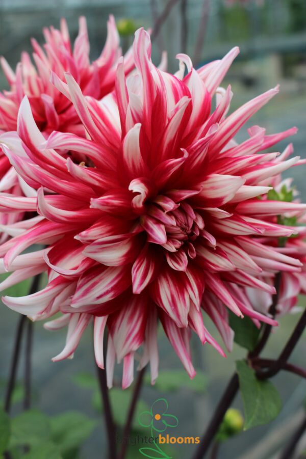 Dahlia Friqoulet