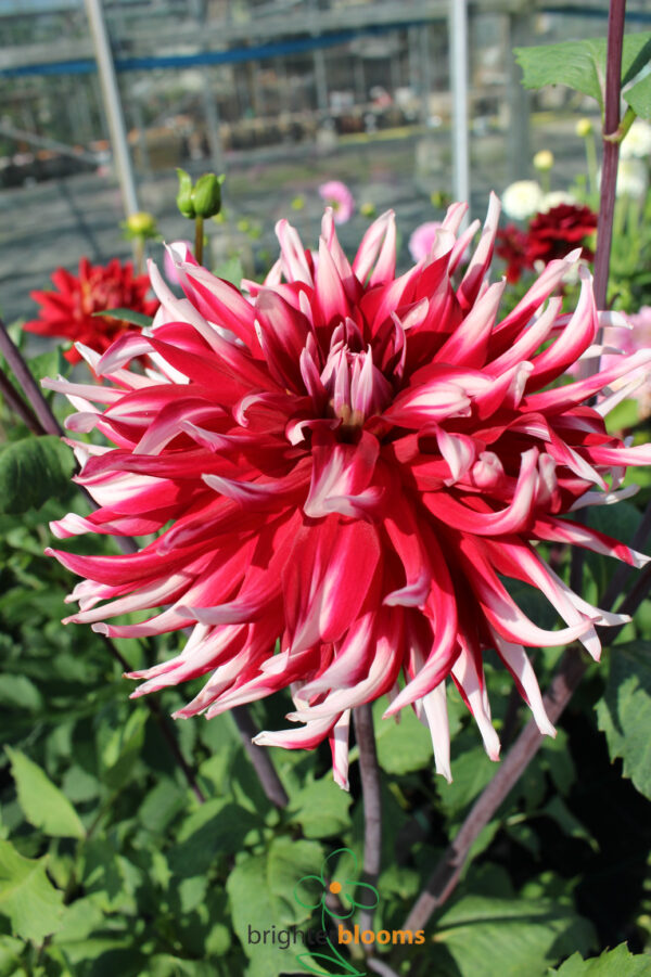Dahlia Friqoulet - Image 5