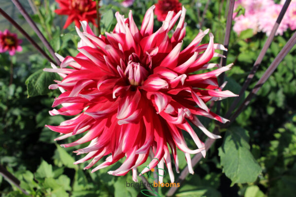 Dahlia Friqoulet - Image 4