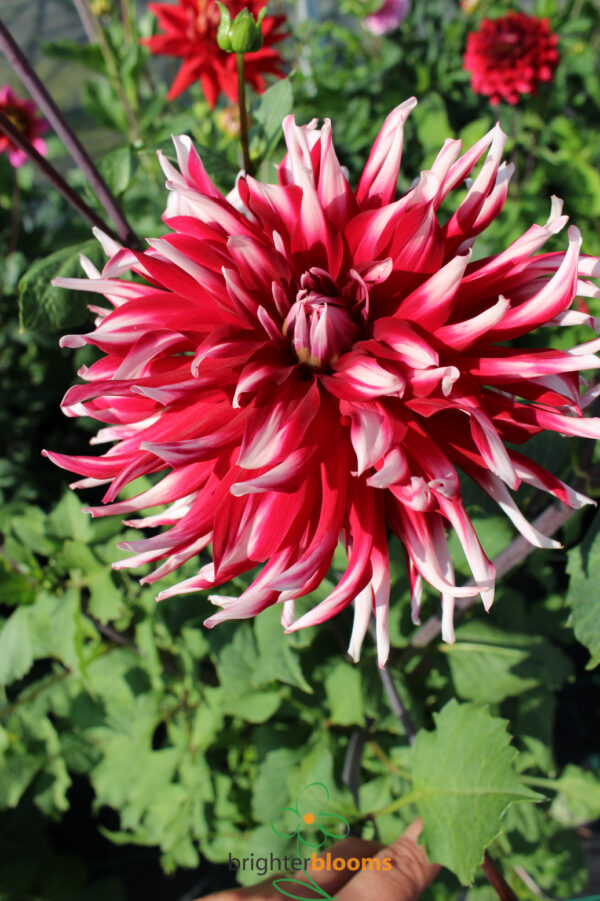Dahlia Friqoulet - Image 3