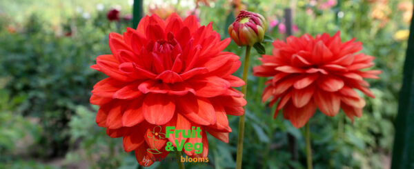 Dahlia Garden Wonder