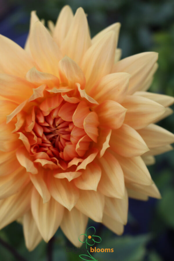 Dahlia Glory Van Noordwijk - Image 2