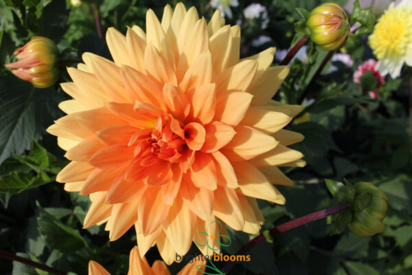 Dahlia Glory Van Noordwijk