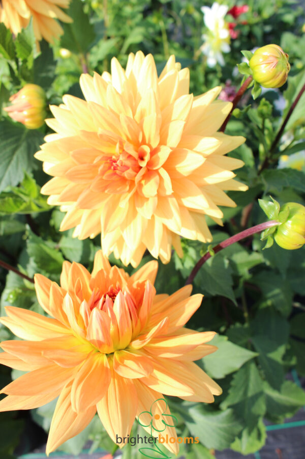Dahlia Glory Van Noordwijk - Image 3