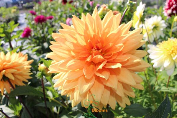 Dahlia Glory Van Noordwijk - Image 4
