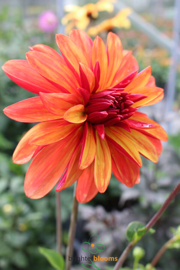Dahlia Jescot Julie - Image 2