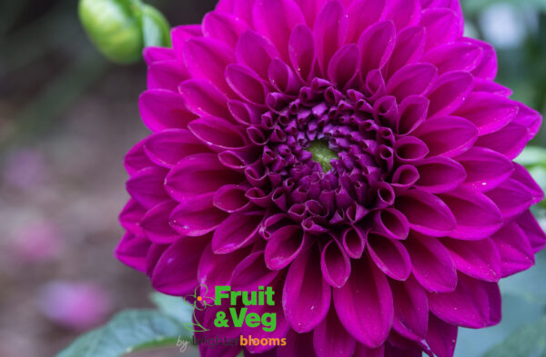 Dahlia Lilac Bull