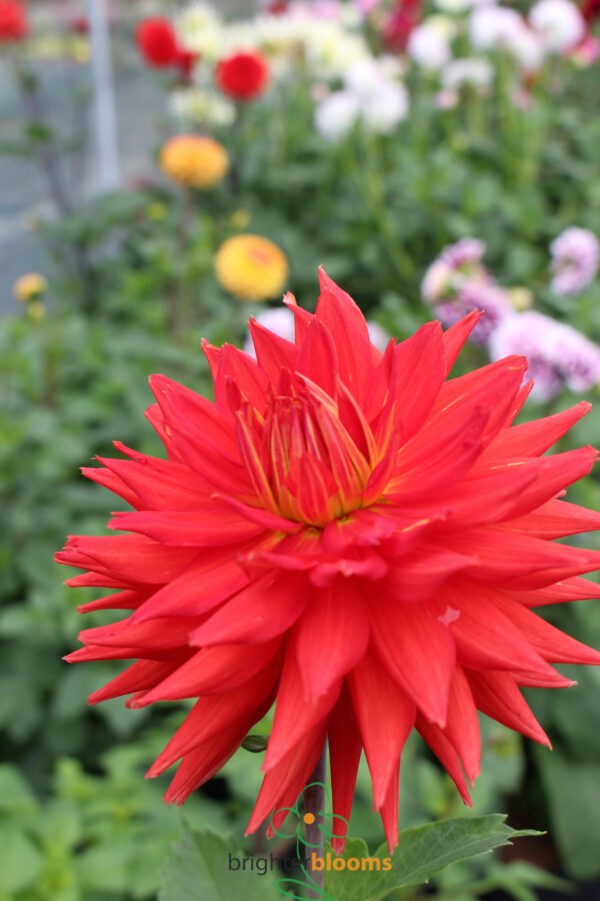 Dahlia Manhattan Island