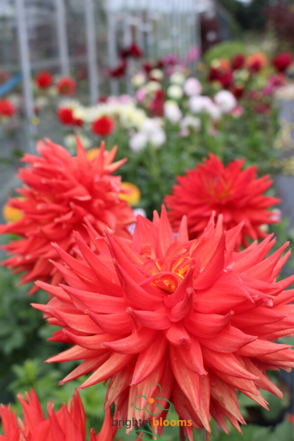 Dahlia Manhattan Island - Image 2