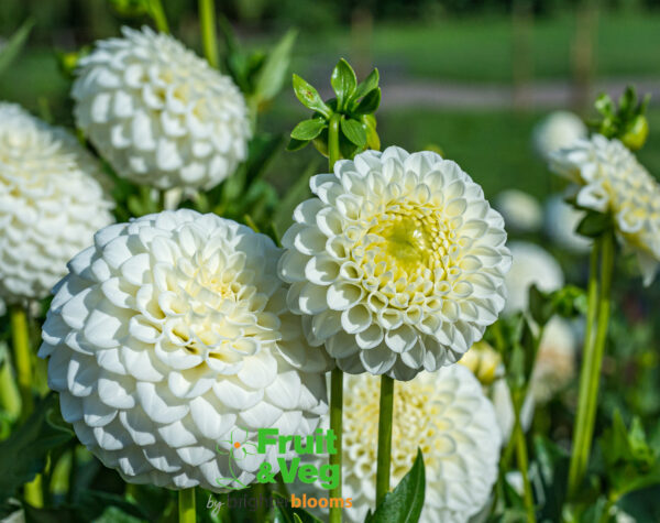 Dahlia Petra’s Wedding