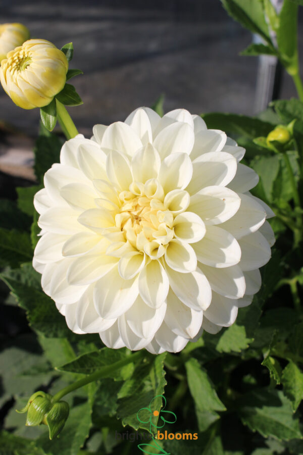 Dahlia Polar Ice - Image 4