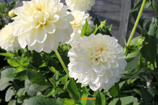Dahlia Polar Ice - Image 2