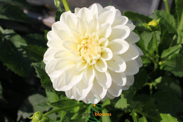 Dahlia Polar Ice