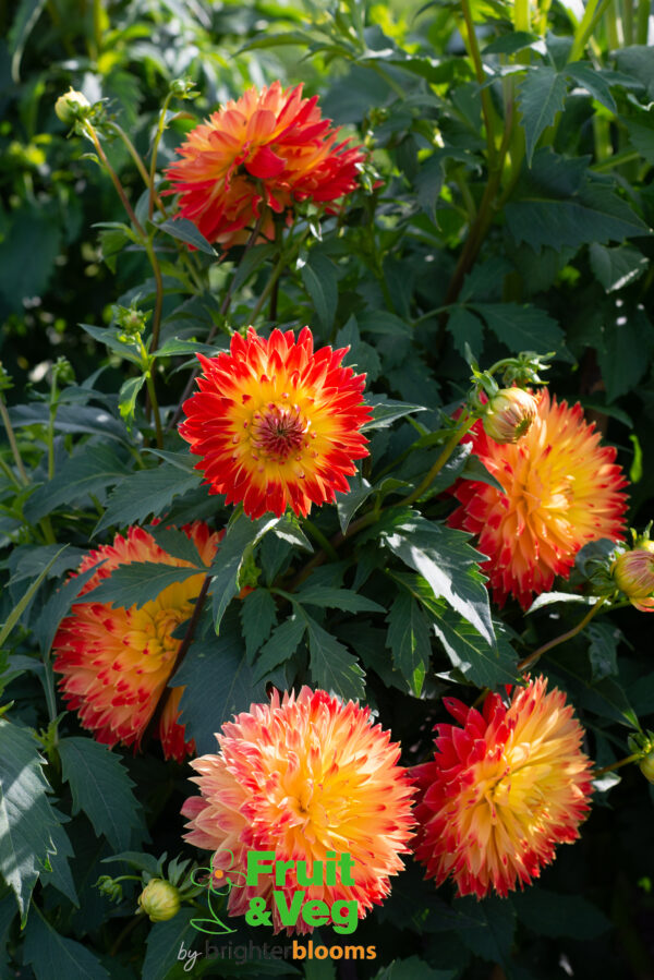 Dahlia Procyon - Image 2