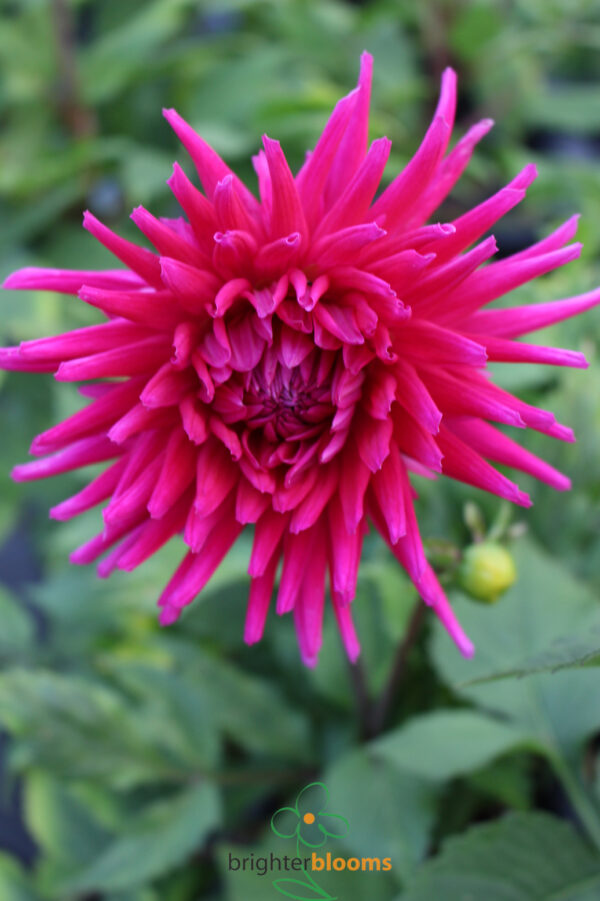 Dahlia Purple Gem - Image 2