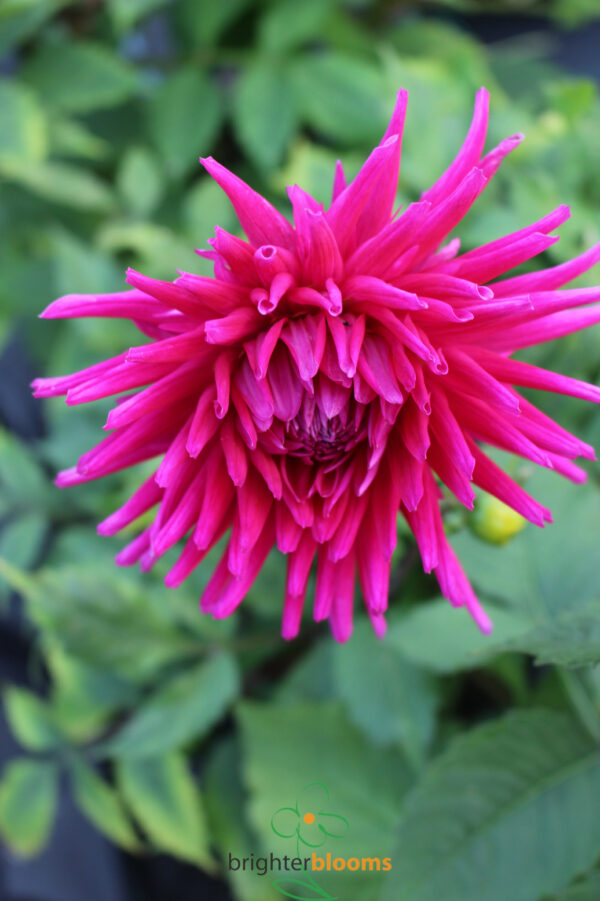 Dahlia Purple Gem