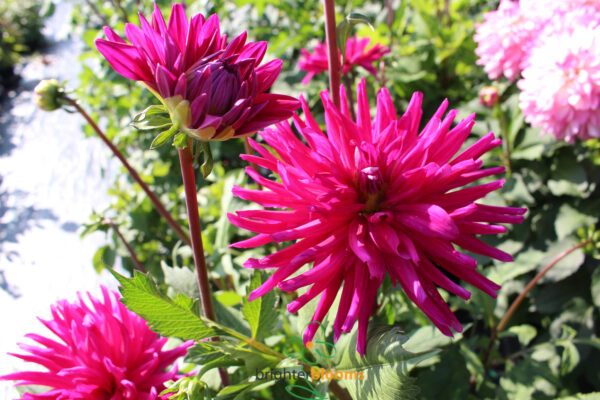 Dahlia Purple Gem - Image 5