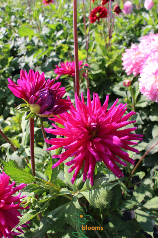 Dahlia Purple Gem - Image 3
