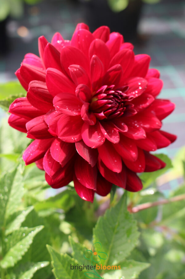 Dahlia Red Runner - Image 3