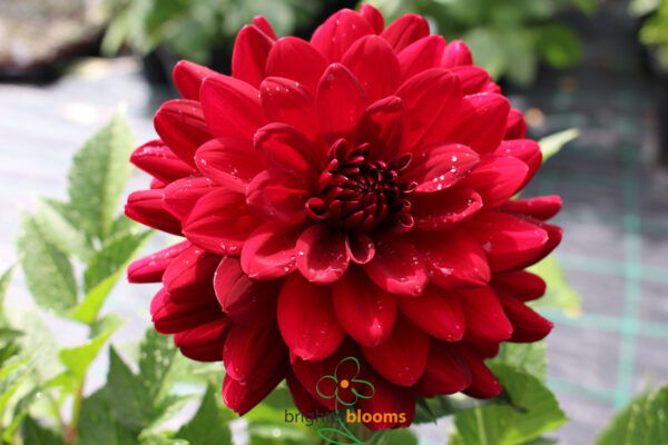 Dahlia Red Runner