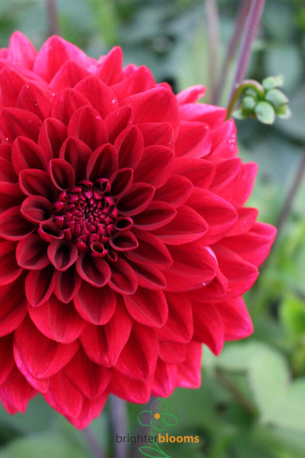 Dahlia Red Runner - Image 2