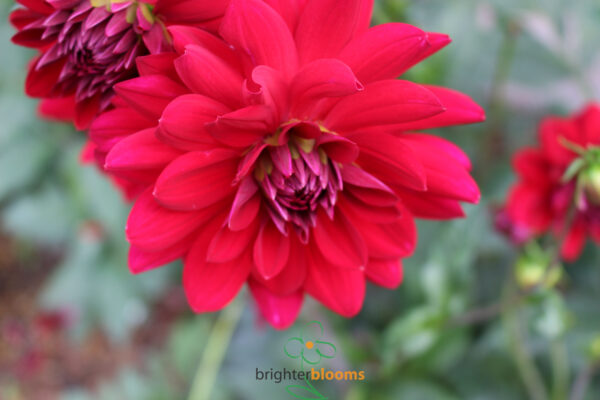 Dahlia Red Runner - Image 4