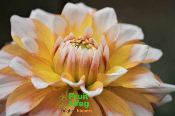 Dahlia Seattle