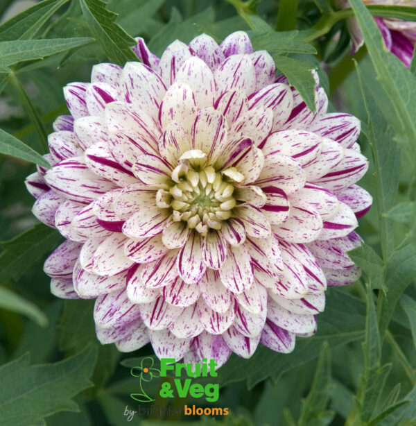 Dahlia Smokey