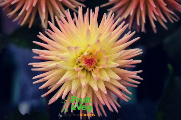 Dahlia Spassmacher