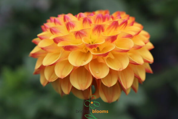 Dahlia Sunny Boy - Image 5