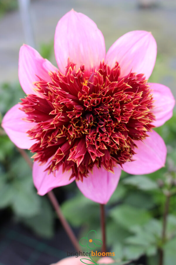 Dahlia The Phantom