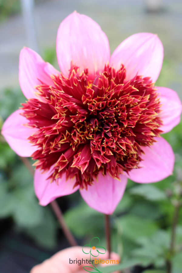 Dahlia The Phantom - Image 2