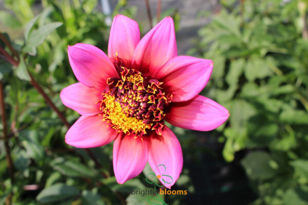 Dahlia The Phantom - Image 4