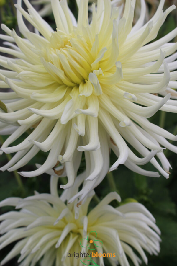 Dahlia White Star - Image 2