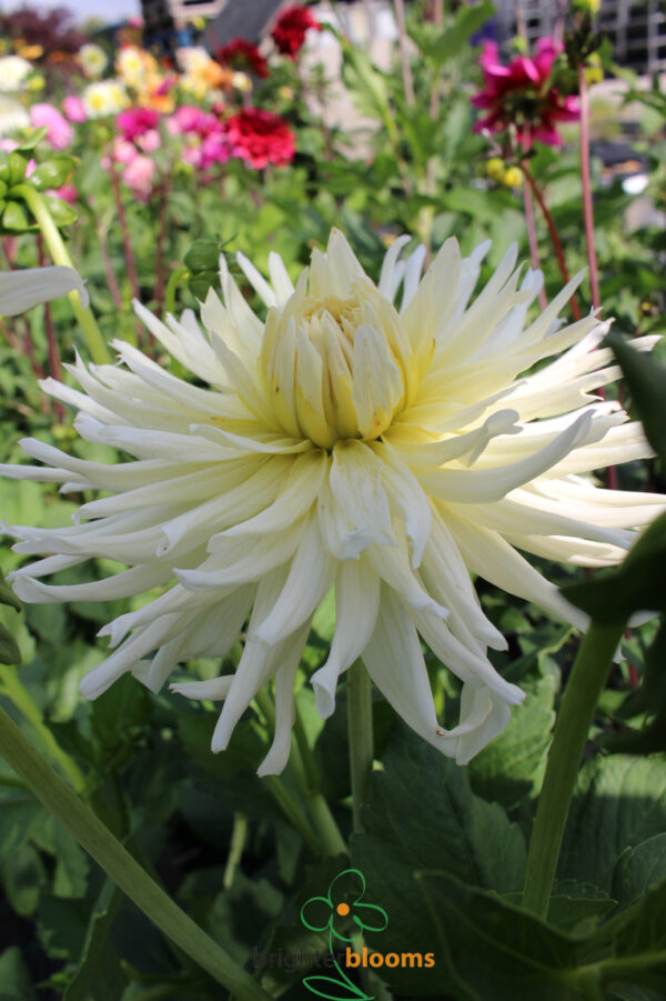 Dahlia White Star - Image 3
