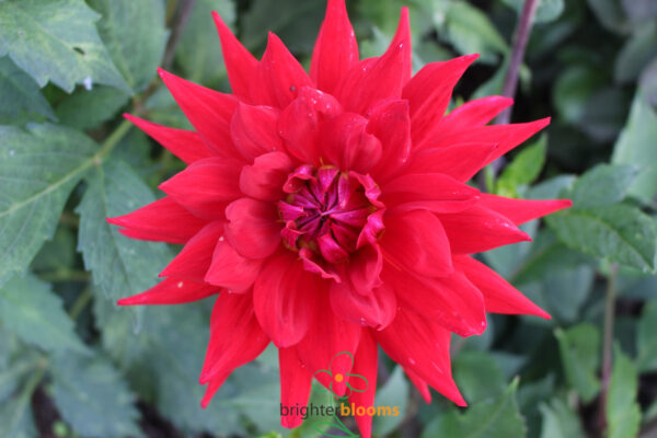 Dahlia Witteman’s Best - Image 5