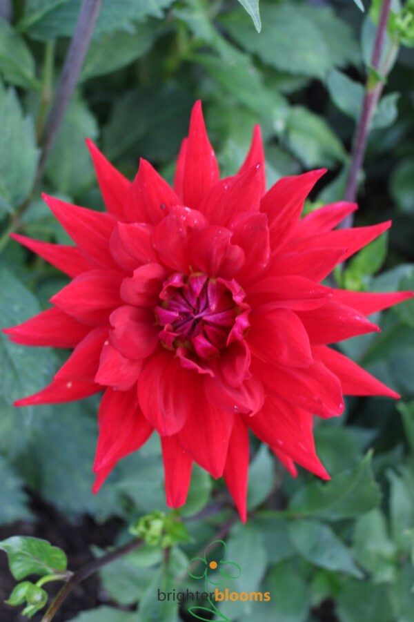 Dahlia Witteman’s Best - Image 4