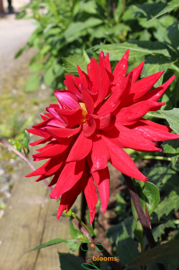 Dahlia Witteman’s Best - Image 3