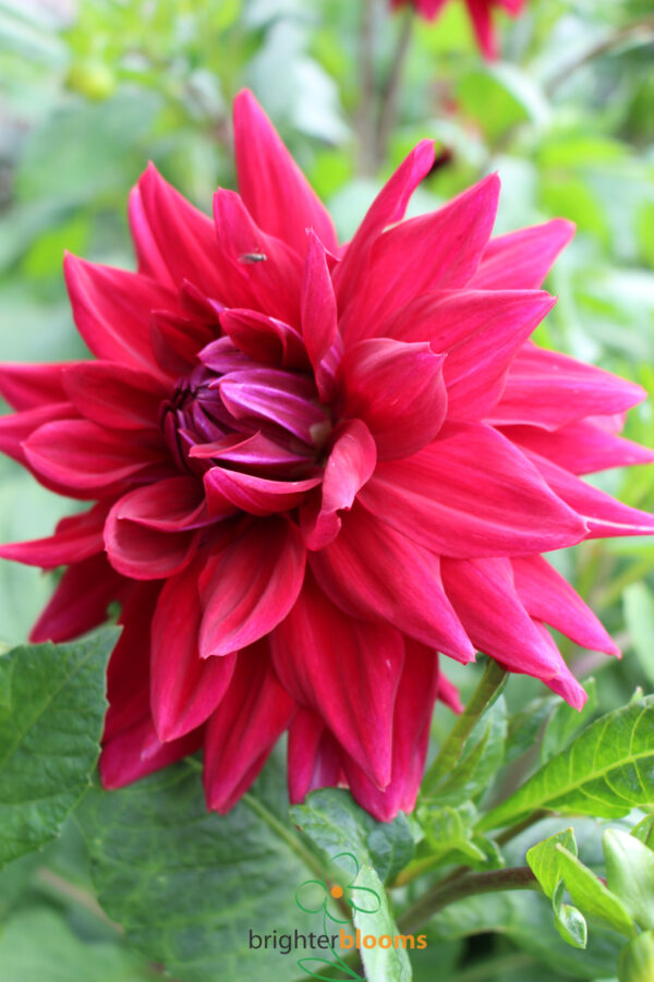 Dahlia Witteman’s Best - Image 2