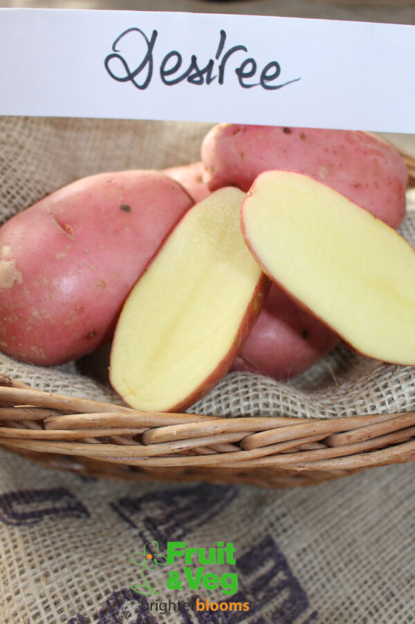 Seed Potato Desiree - Image 4